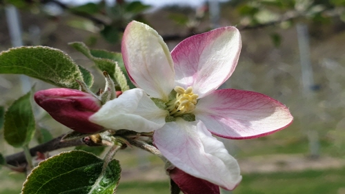 둘리네마루사과 농장