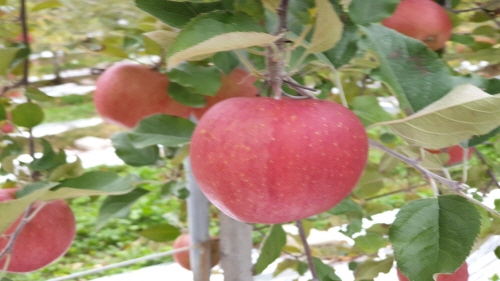 둘리네마루사과 농장