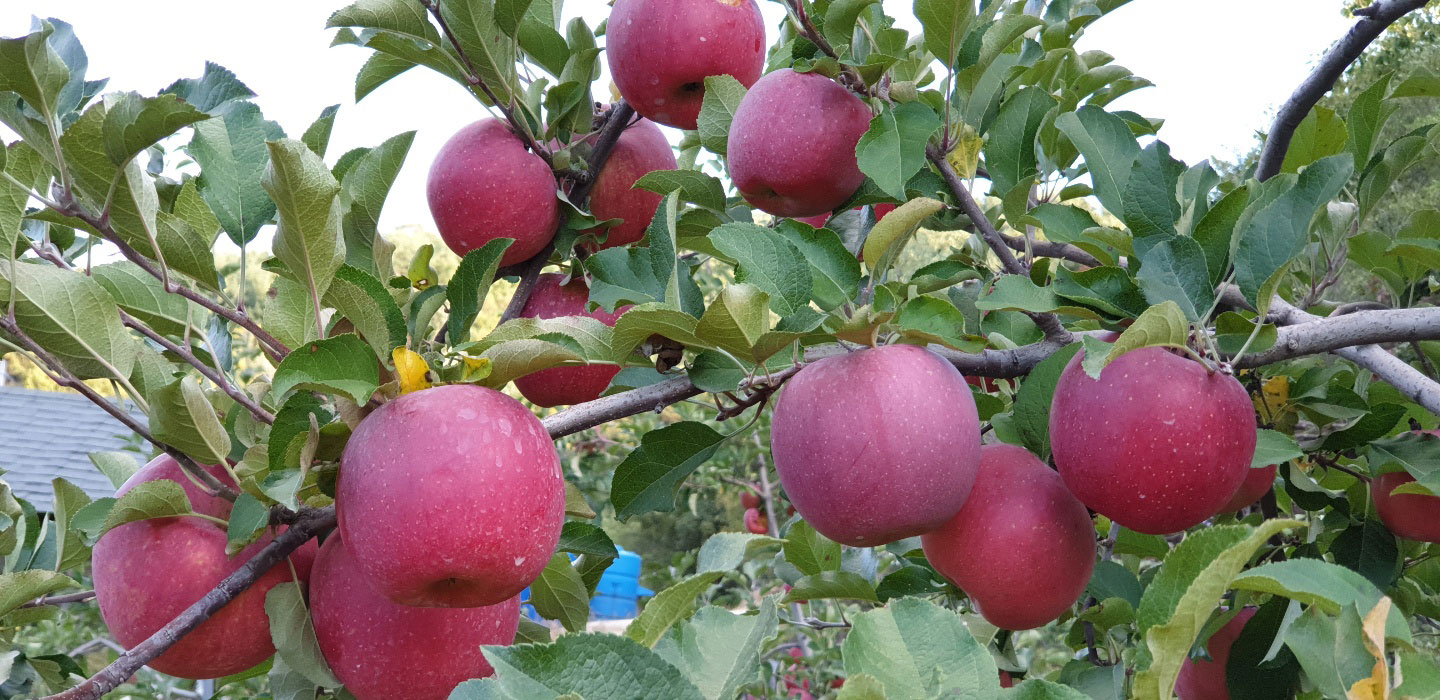 둘리네마루사과 메인2